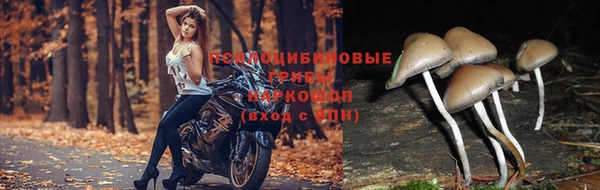 гашик Алзамай